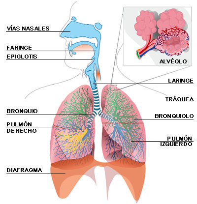 respiratorio